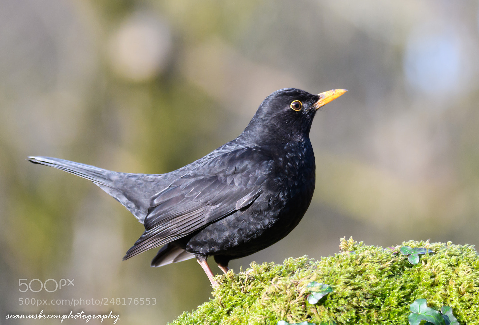 Nikon D850 sample photo. Male blackbird in sunshine photography