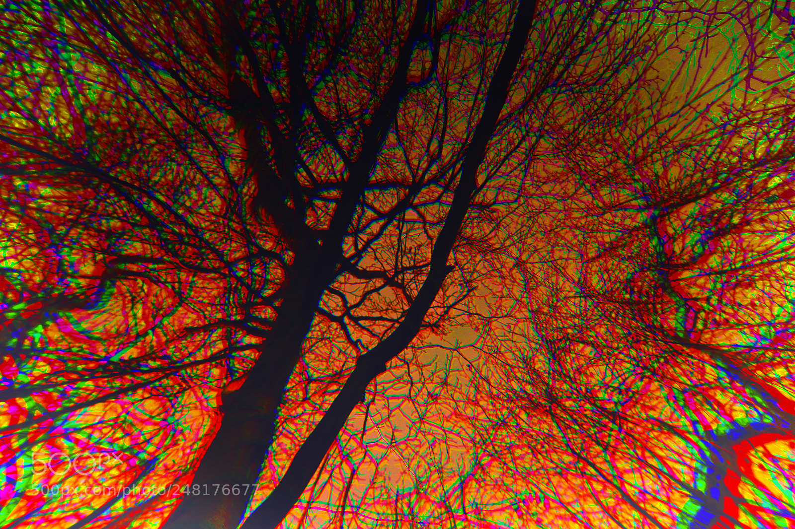 Canon EOS 700D (EOS Rebel T5i / EOS Kiss X7i) sample photo. Abstract tree photography