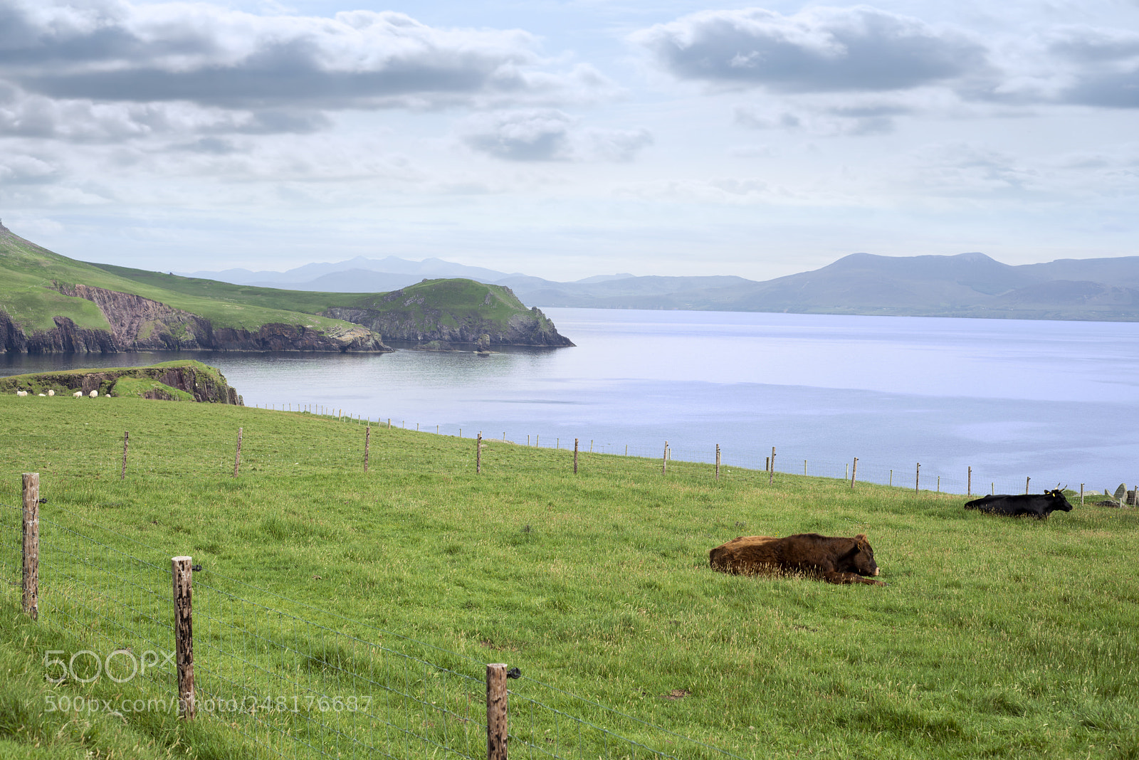 Nikon D610 sample photo. Dingle peninsula cattle on photography