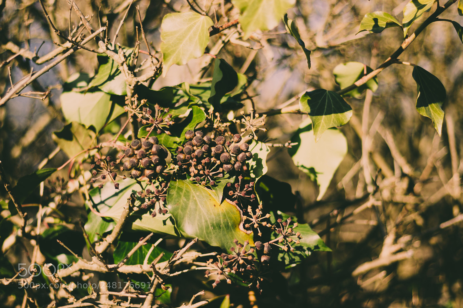 Canon EOS 77D (EOS 9000D / EOS 770D) sample photo. Leafs and fruits photography