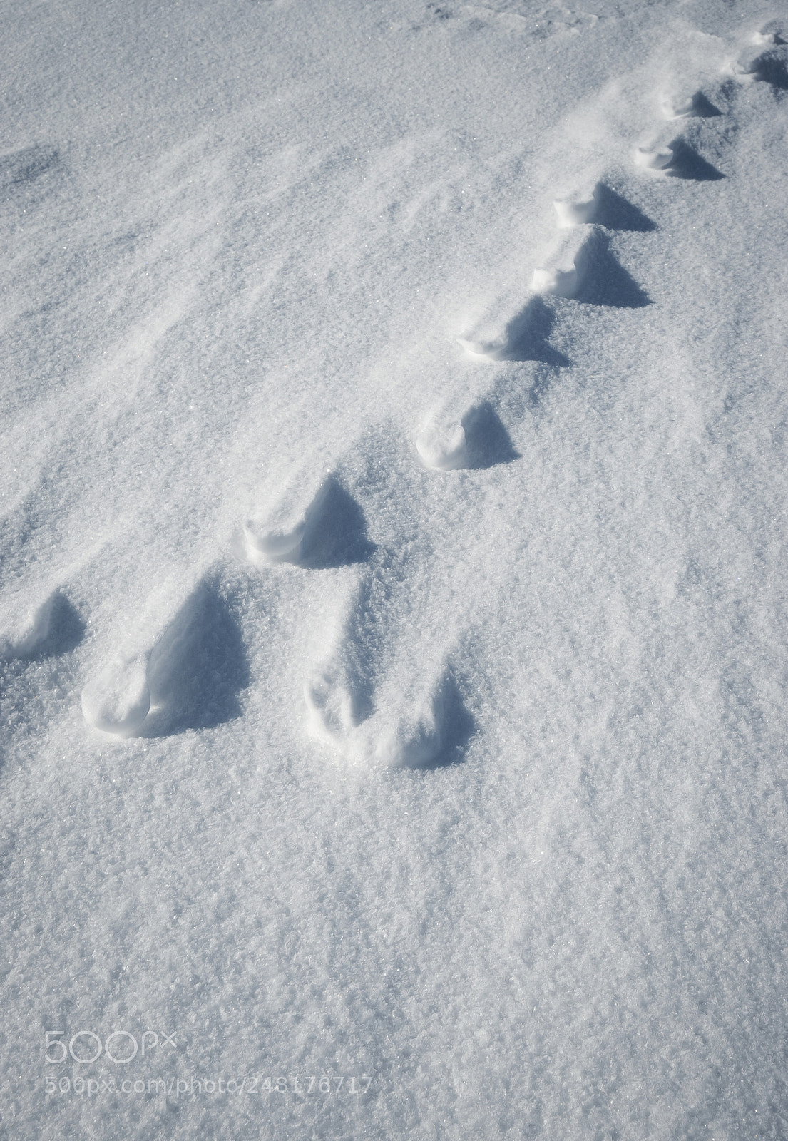 Nikon D5500 sample photo. Shadows animal tracks in photography