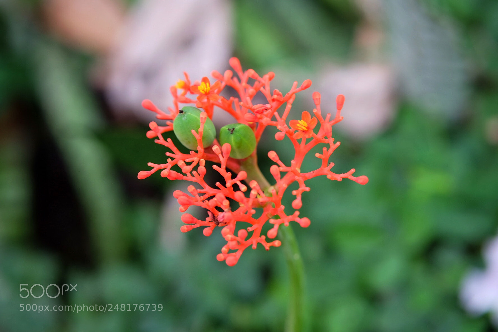 Fujifilm X-T10 sample photo. Beauty photography