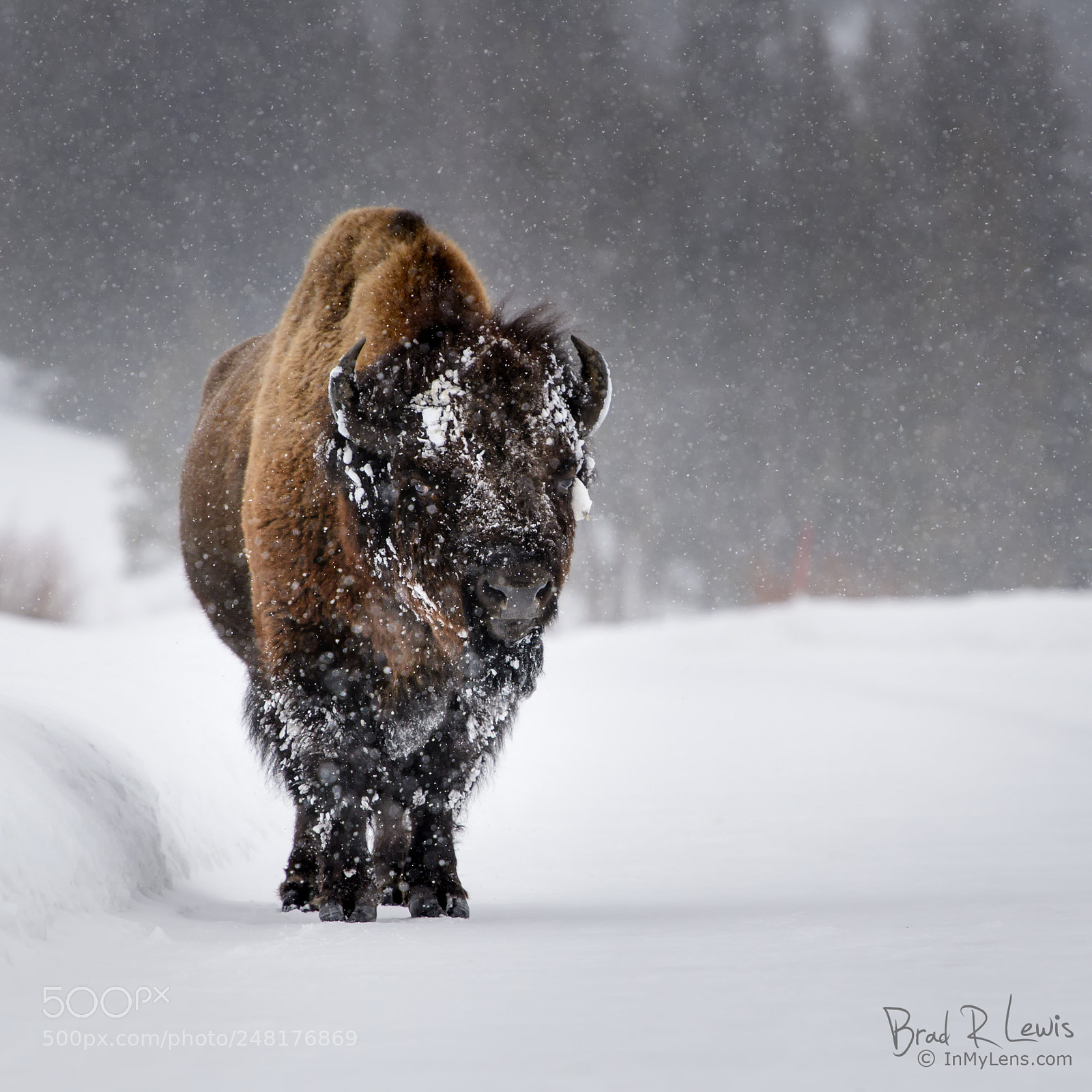 Nikon D5 sample photo. American bison - snowy photography