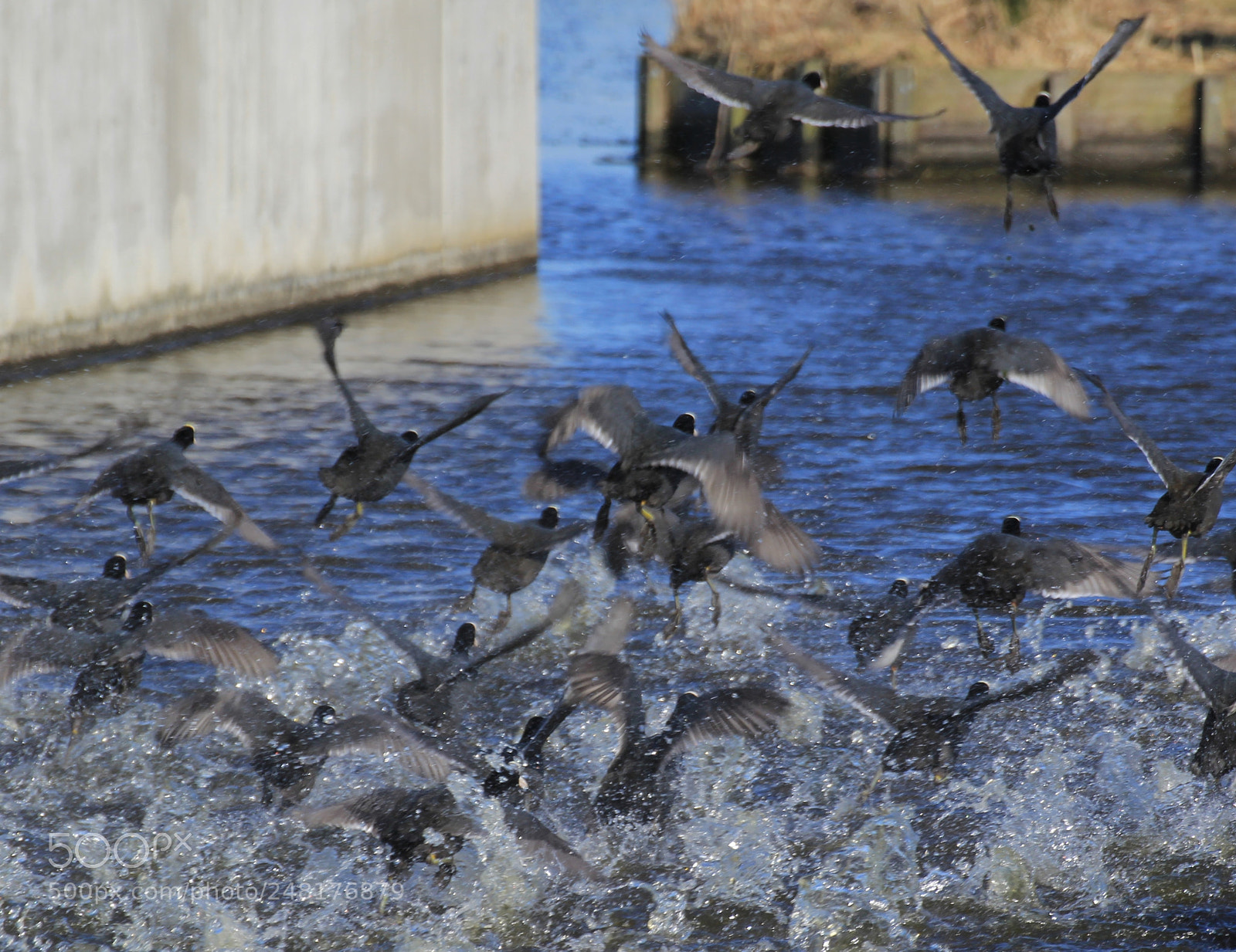 Canon EOS 60D sample photo. Img photography