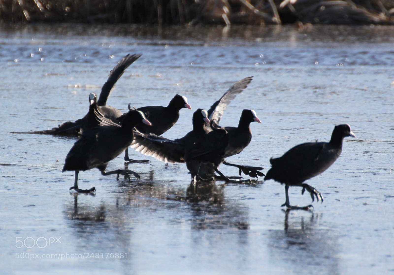 Canon EOS 60D sample photo. Img photography
