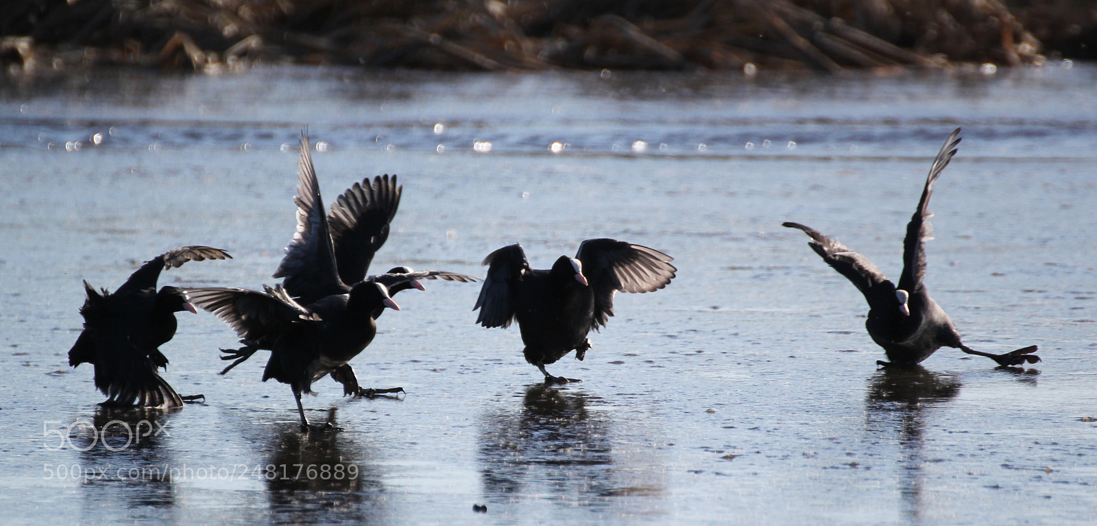 Canon EOS 60D sample photo. Img photography