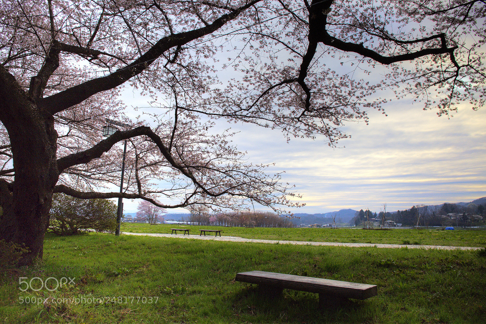 Canon EF 24-70mm F4L IS USM sample photo. 櫻花公園晨景 photography