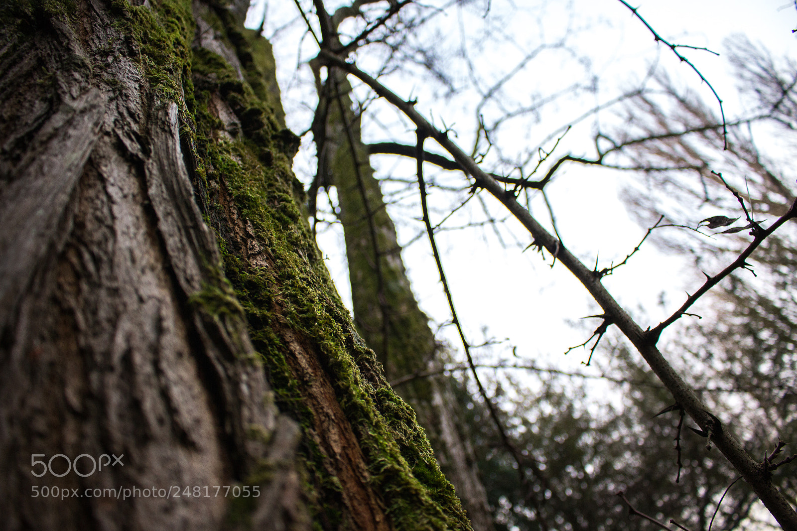Canon EOS 700D (EOS Rebel T5i / EOS Kiss X7i) sample photo. Untitled photography