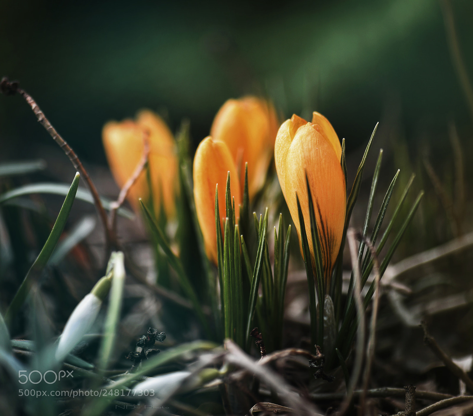 Nikon D610 sample photo. Tháng 3 photography