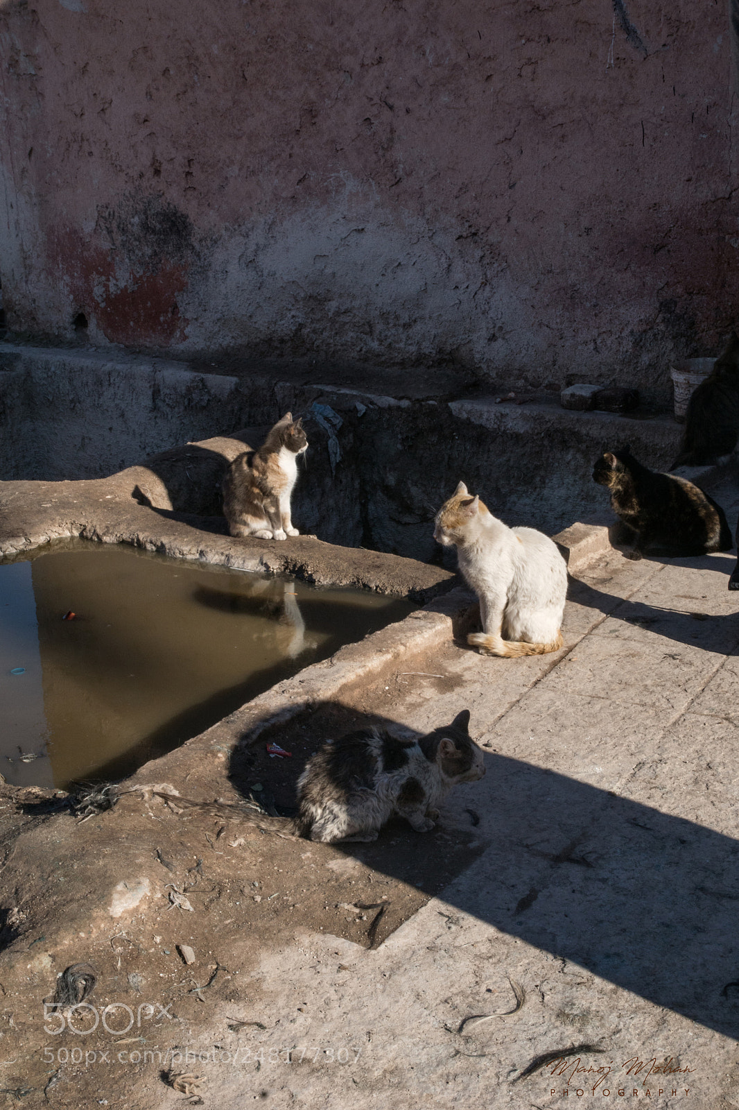 Sony ILCA-77M2 sample photo. Cats at the tannery photography