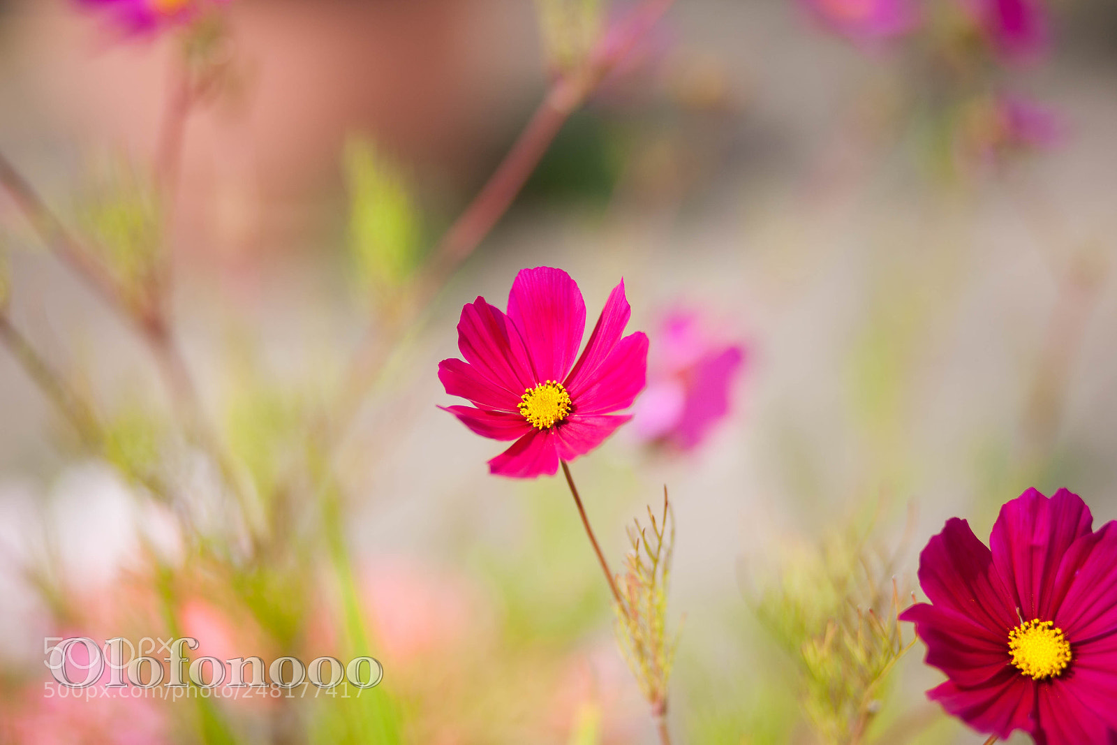 Canon EOS 5D sample photo. Flower postcard photography