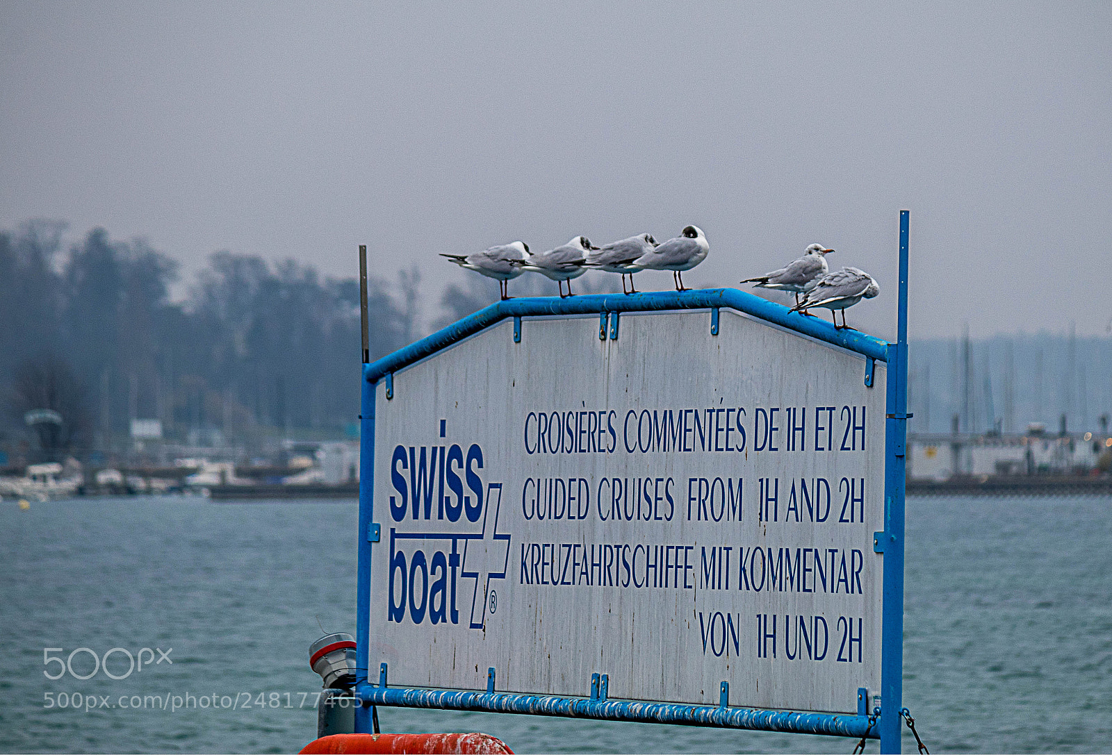Canon EOS 80D sample photo. Seabirds waiting photography