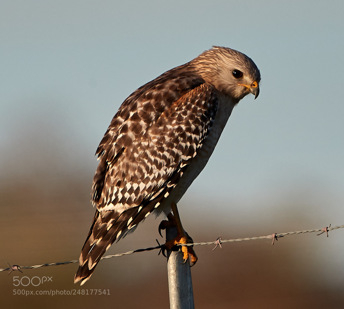 Canon EOS-1D X Mark II sample photo. 03-04-18-0006274.jpg photography