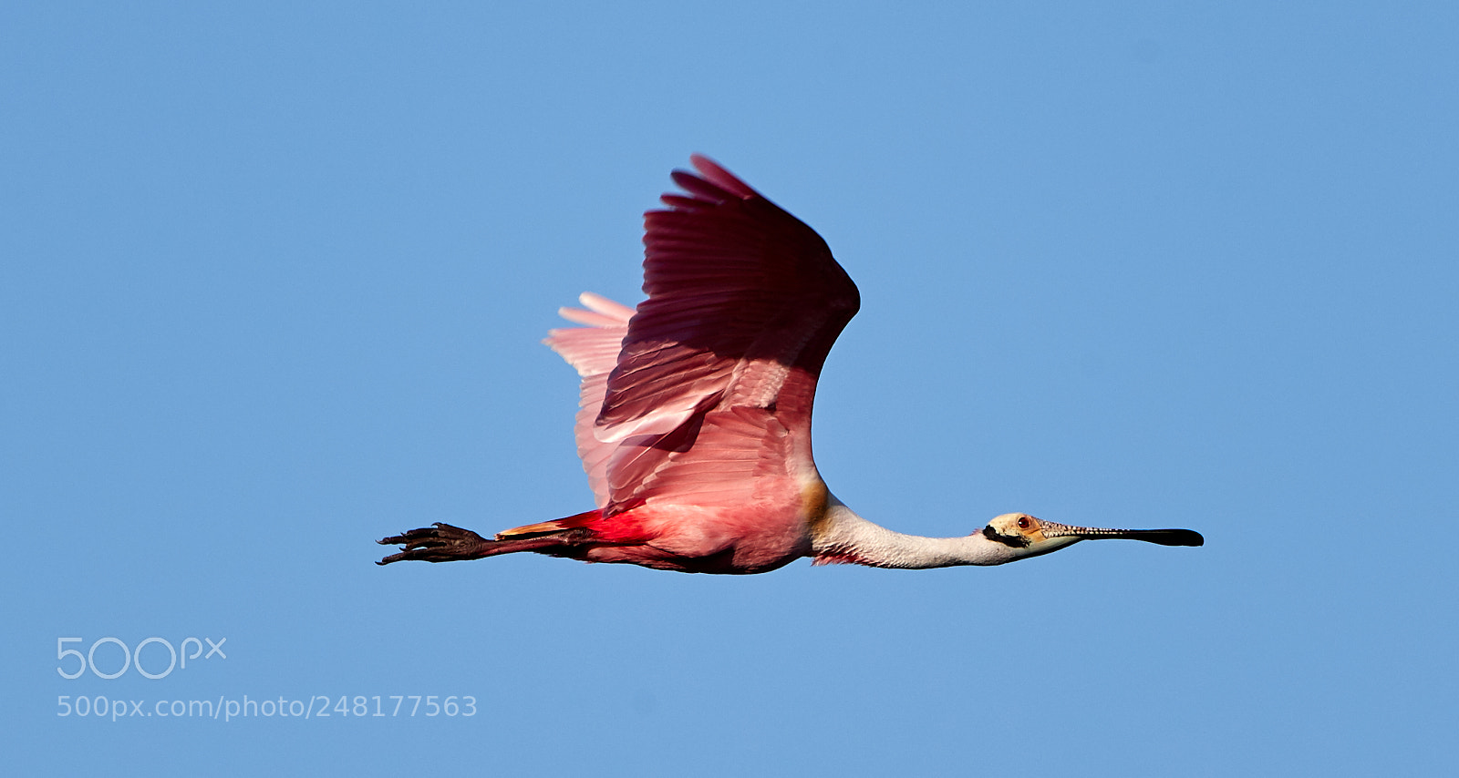 Canon EOS-1D X Mark II sample photo. 03-04-18-0006269.jpg photography
