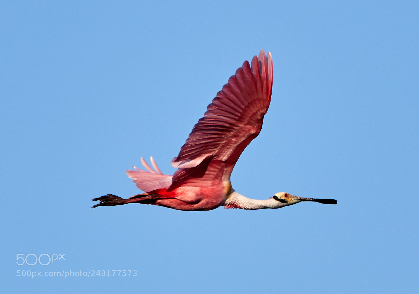 Canon EOS-1D X Mark II sample photo. 03-04-18-0006265.jpg photography