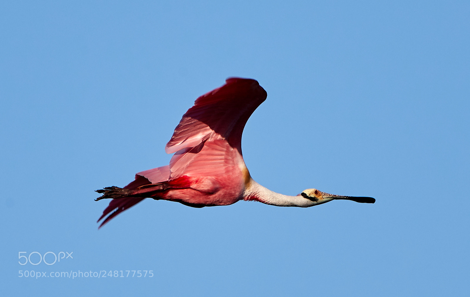 Canon EOS-1D X Mark II sample photo. 03-04-18-0006264.jpg photography