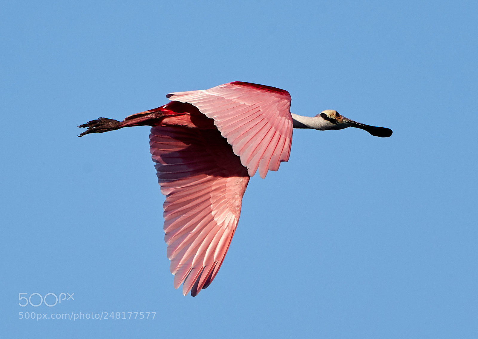Canon EOS-1D X Mark II sample photo. 03-04-18-0006267.jpg photography