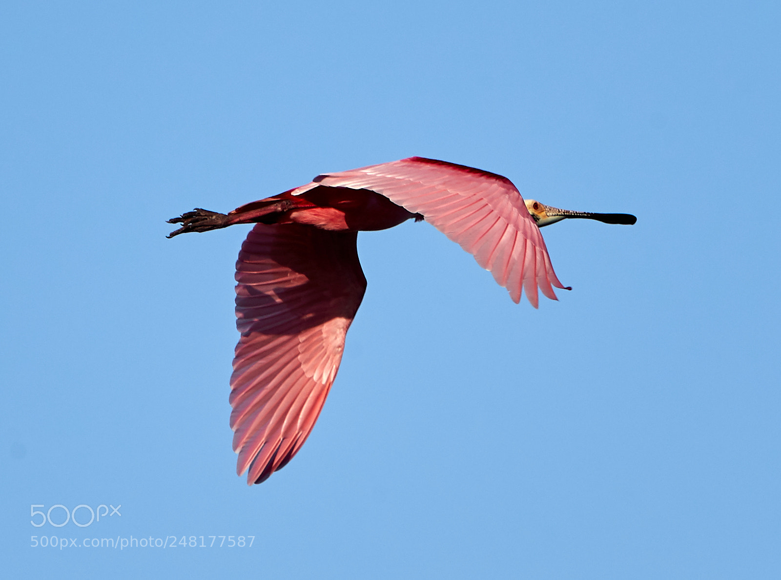 Canon EOS-1D X Mark II sample photo. 03-04-18-0006263.jpg photography