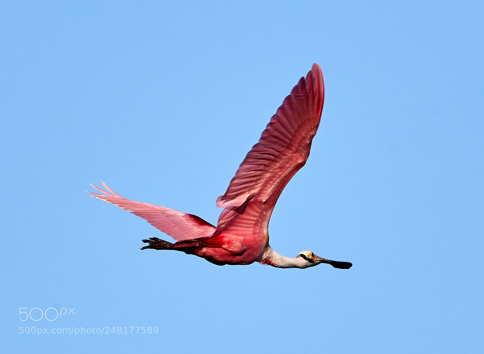 Canon EOS-1D X Mark II sample photo. 03-04-18-0006262.jpg photography