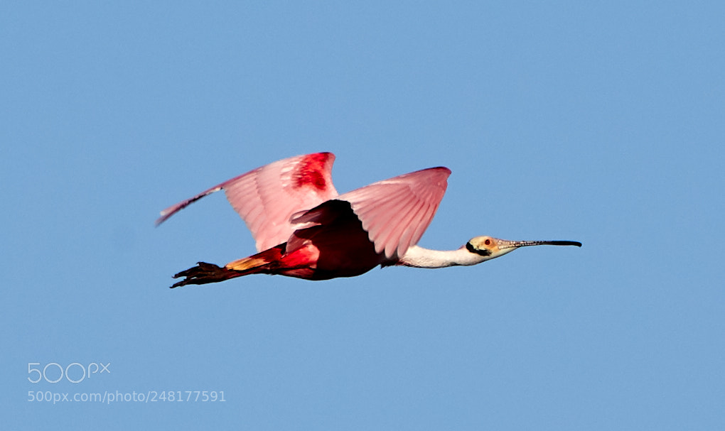 Canon EOS-1D X Mark II sample photo. 03-04-18-0006260.jpg photography