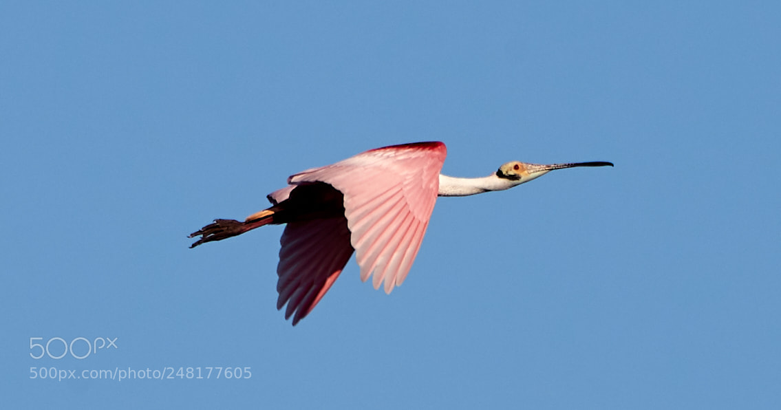 Canon EOS-1D X Mark II sample photo. 03-04-18-0006259.jpg photography