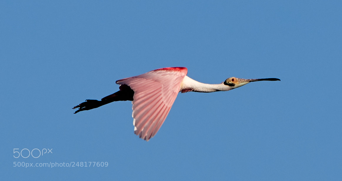 Canon EOS-1D X Mark II sample photo. 03-04-18-0006258.jpg photography