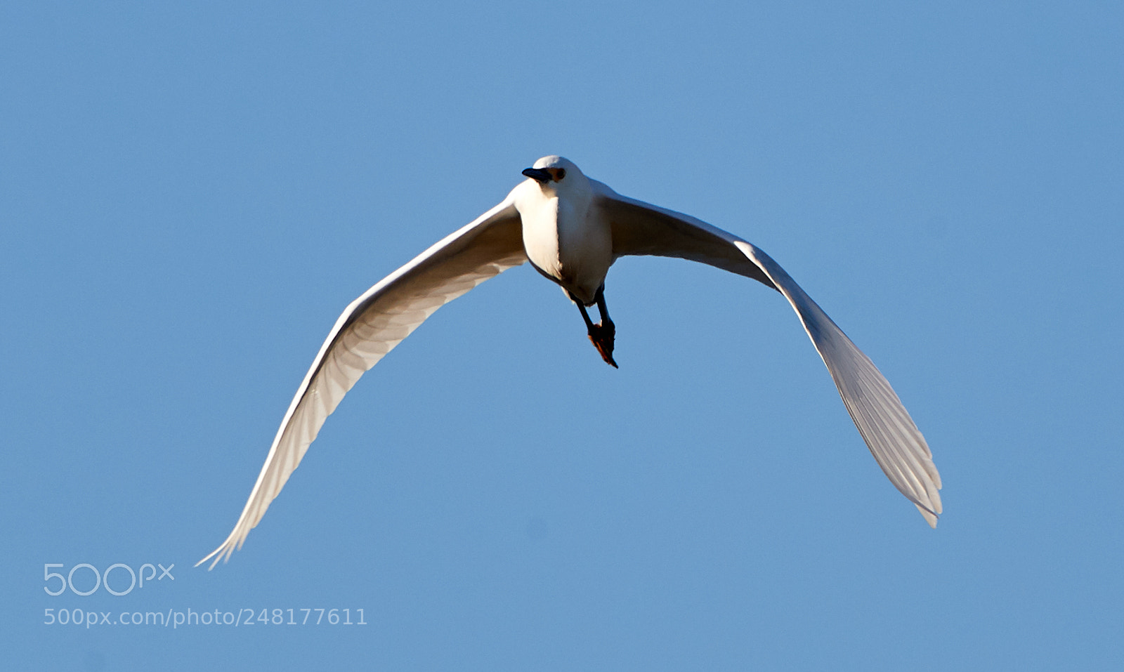 Canon EOS-1D X Mark II sample photo. 03-04-18-0006253.jpg photography