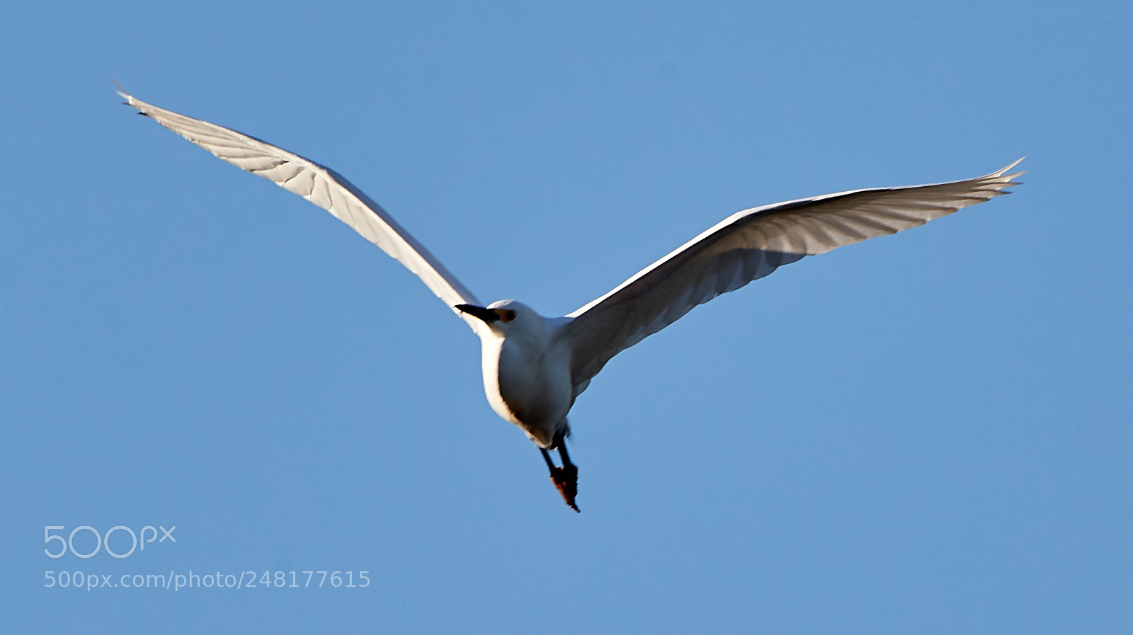 Canon EOS-1D X Mark II sample photo. 03-04-18-0006252.jpg photography