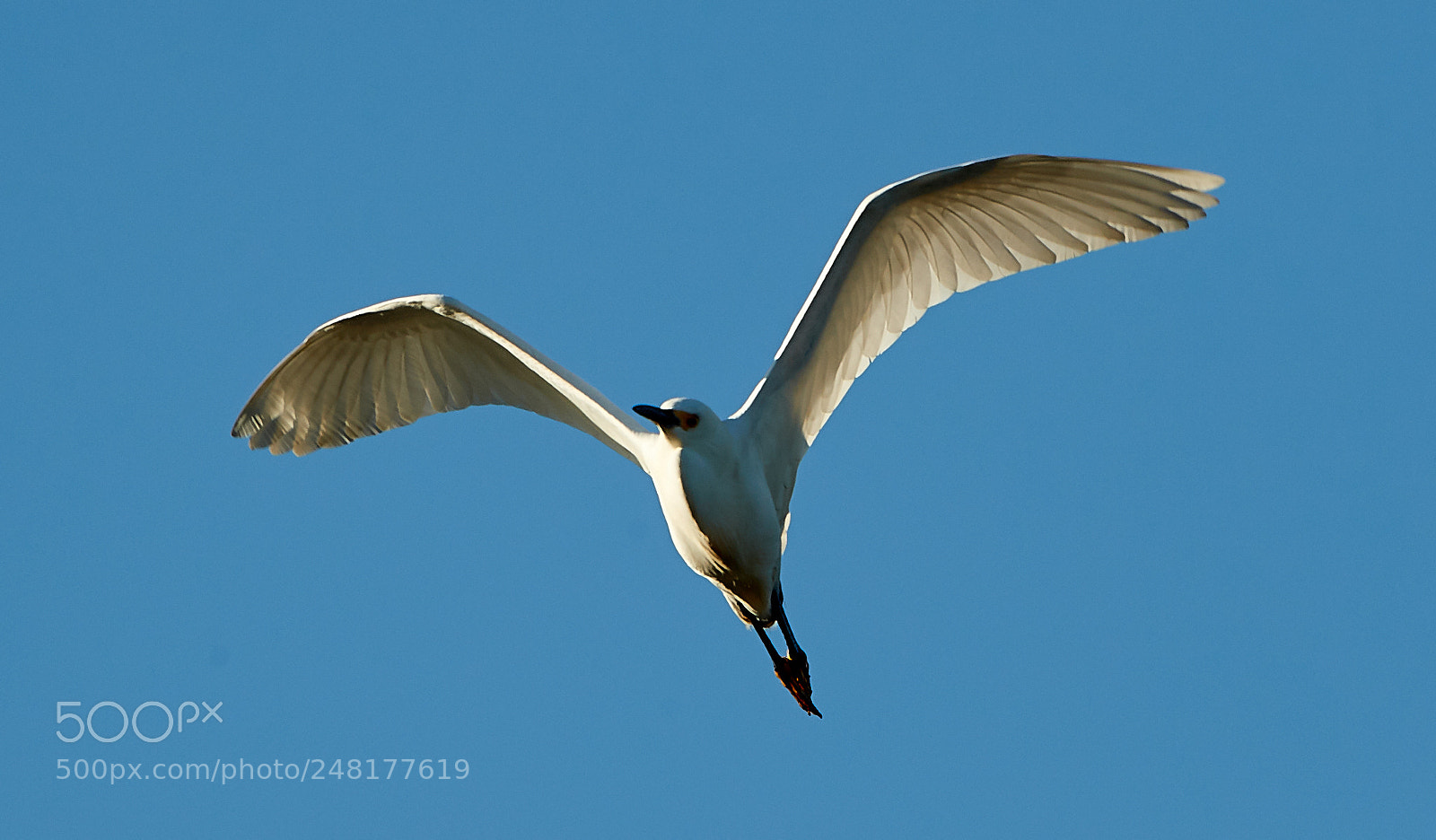 Canon EOS-1D X Mark II sample photo. 03-04-18-0006249.jpg photography