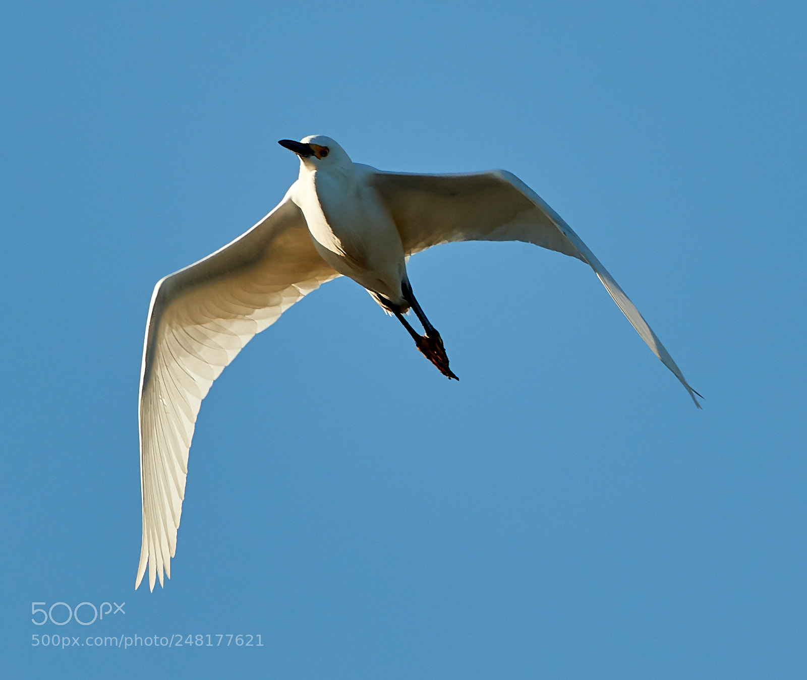 Canon EOS-1D X Mark II sample photo. 03-04-18-0006248.jpg photography