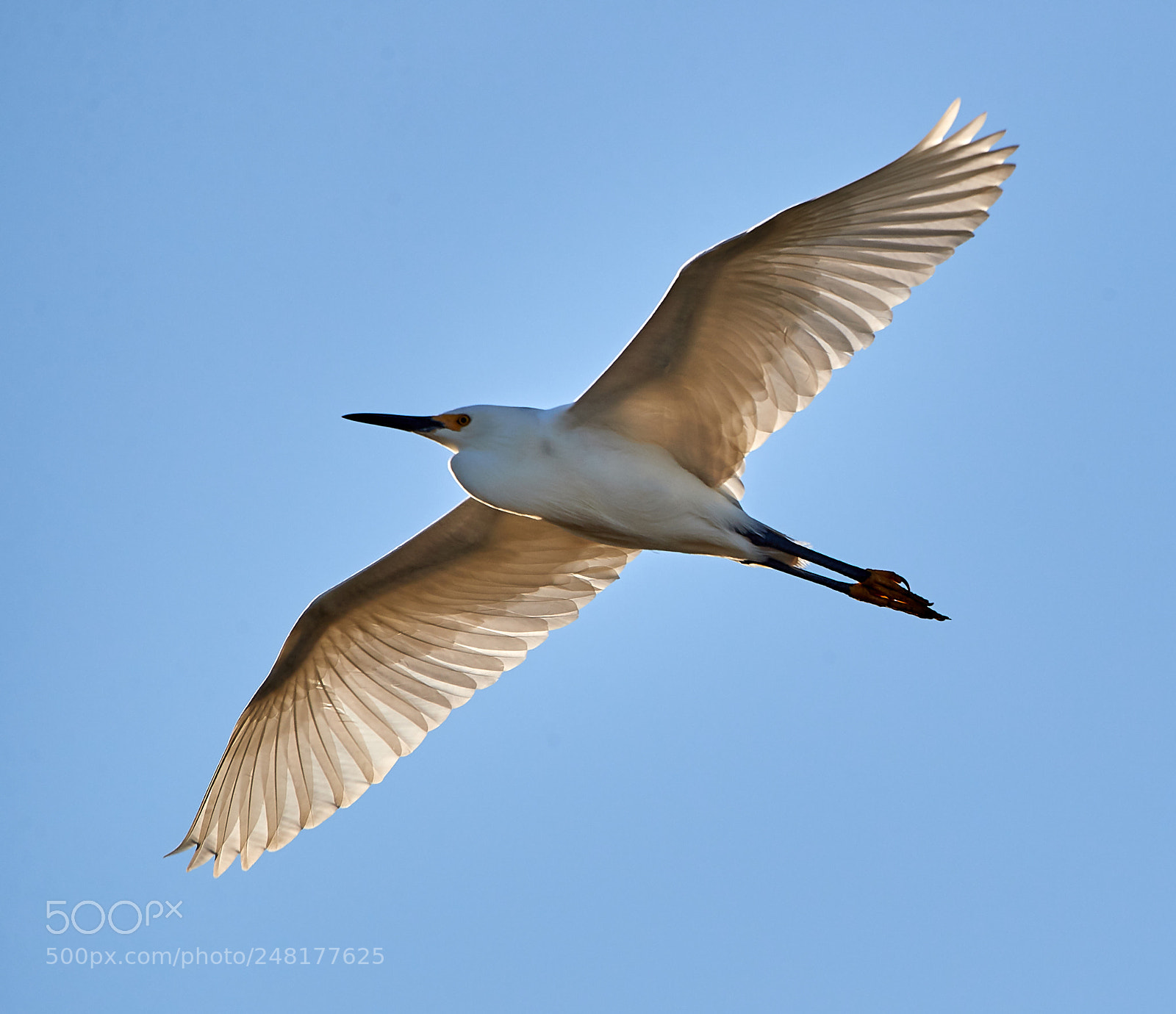 Canon EOS-1D X Mark II sample photo. 03-04-18-0006246.jpg photography