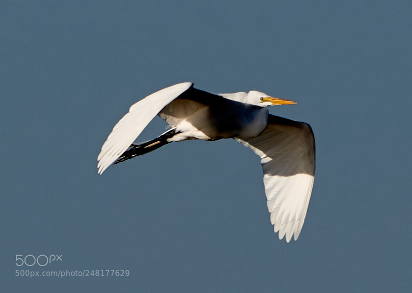Canon EOS-1D X Mark II sample photo. 03-04-18-0006239.jpg photography