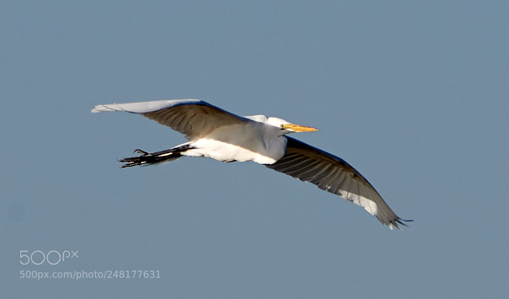Canon EOS-1D X Mark II sample photo. 03-04-18-0006238.jpg photography