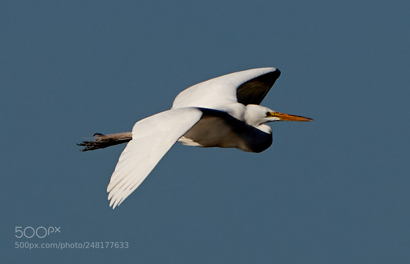 Canon EOS-1D X Mark II sample photo. 03-04-18-0006237.jpg photography