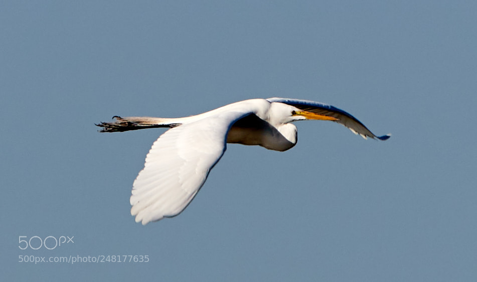 Canon EOS-1D X Mark II sample photo. 03-04-18-0006236.jpg photography