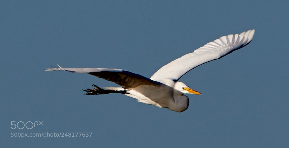 Canon EOS-1D X Mark II sample photo. 03-04-18-0006235.jpg photography