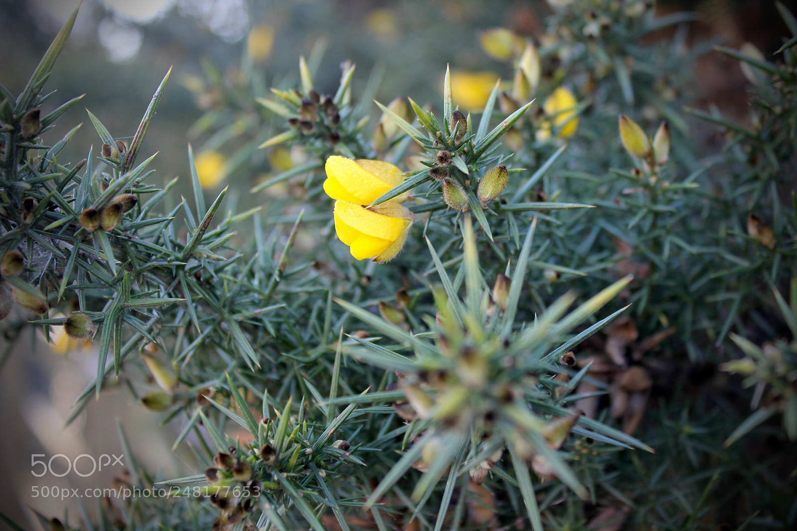 Canon EOS 550D (EOS Rebel T2i / EOS Kiss X4) sample photo. Tuff flower photography