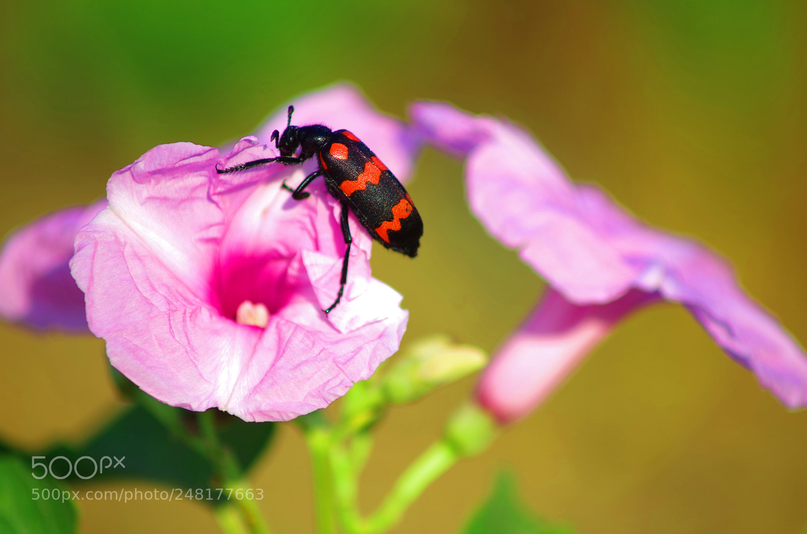 Pentax K-500 sample photo. Bug's love photography