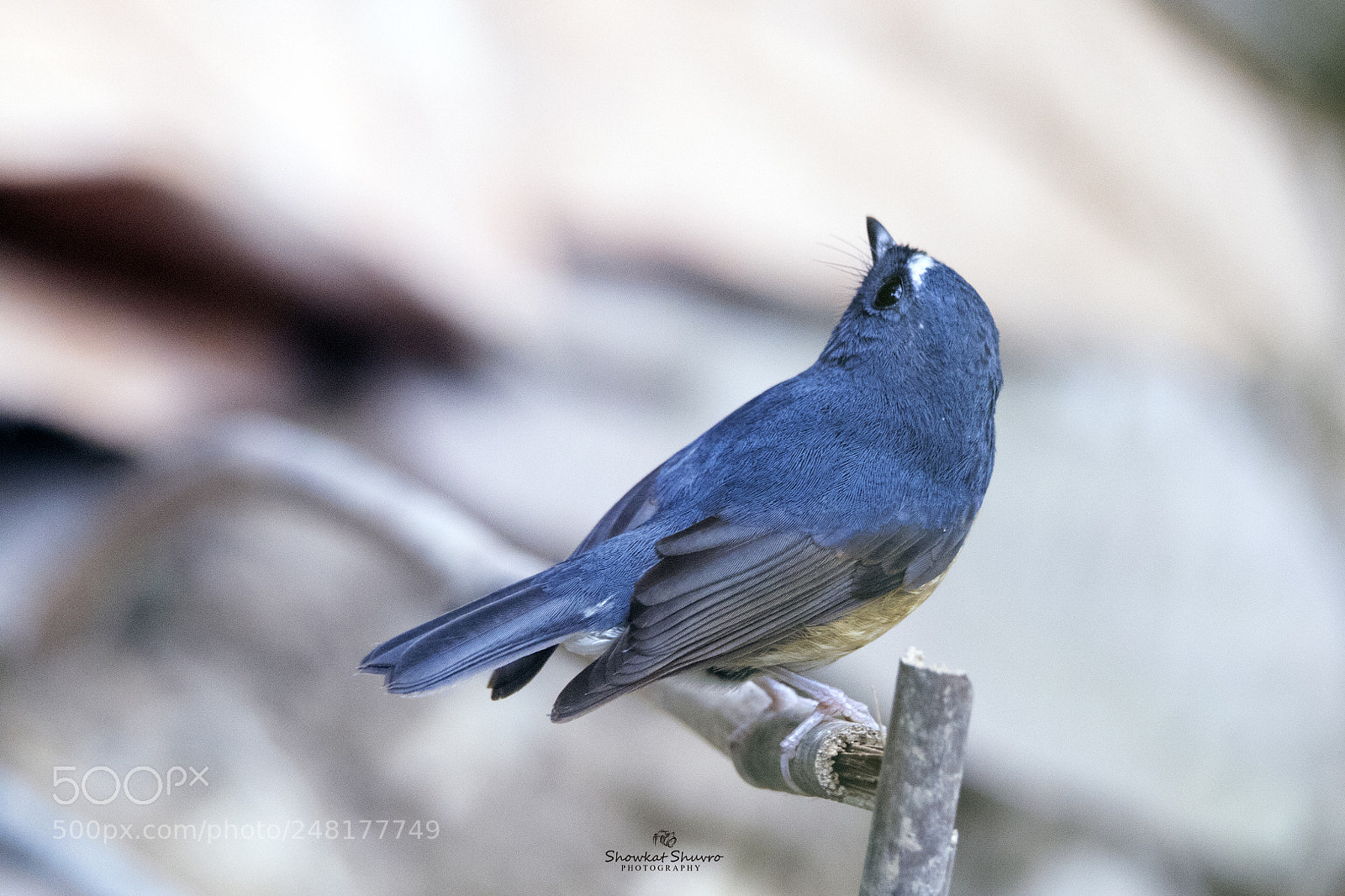 Canon EOS 7D Mark II sample photo. Snowy-browed flycatcher photography