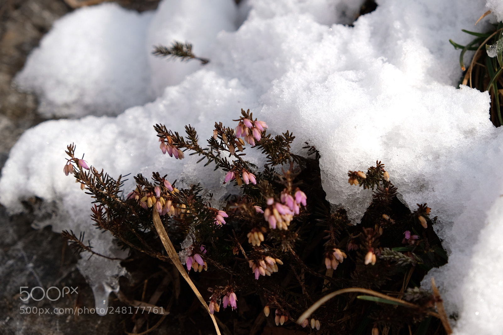 Fujifilm X-T20 sample photo. Heather hidden in snow. photography
