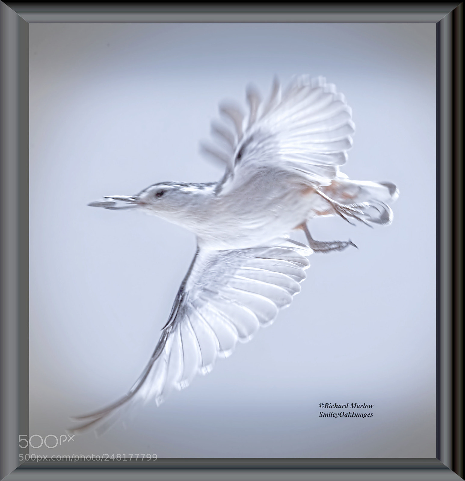 Nikon D5000 sample photo. Pale wings photography