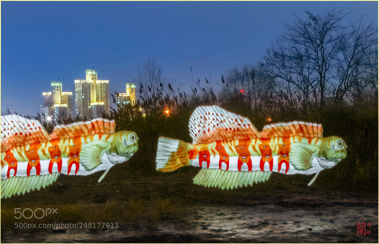 Canon EOS 5DS R sample photo. Led fish photography