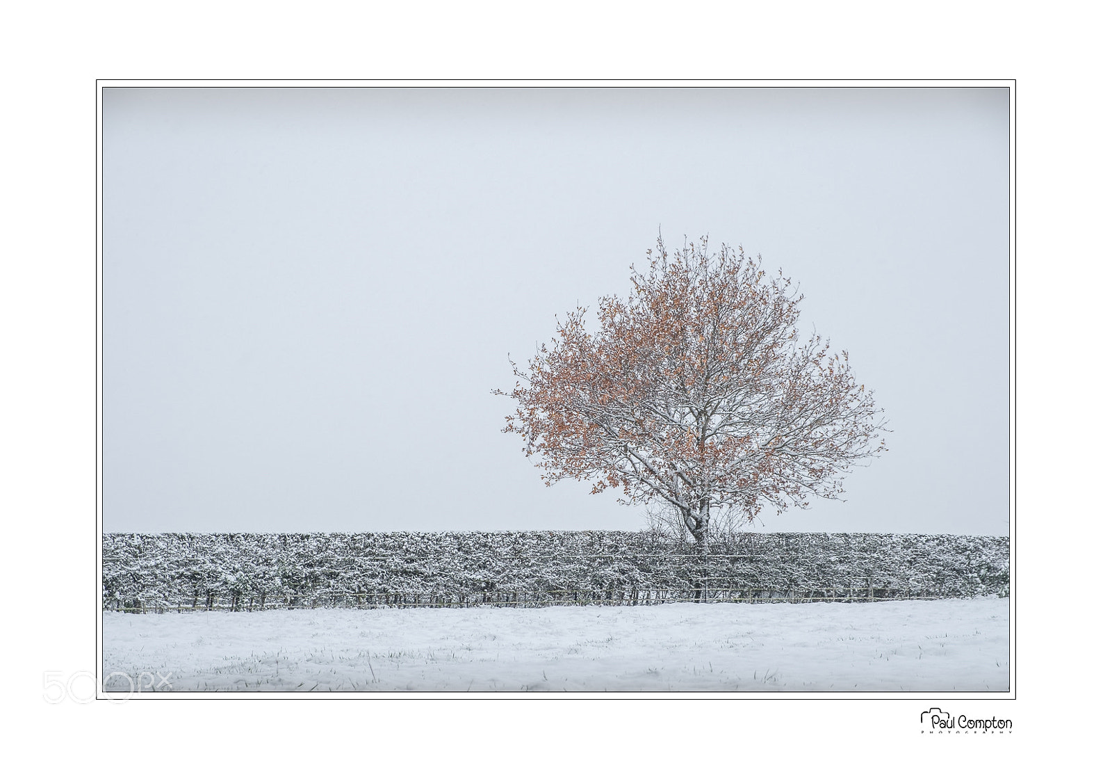 Fujifilm X-T2 sample photo. Tree line photography