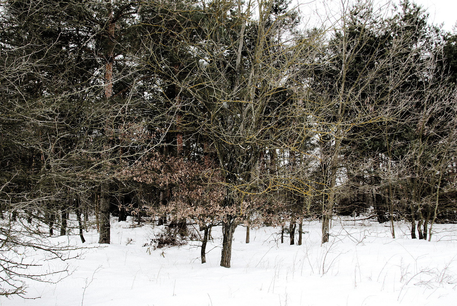 Canon EOS 1300D (EOS Rebel T6 / EOS Kiss X80) sample photo. In the woods photography