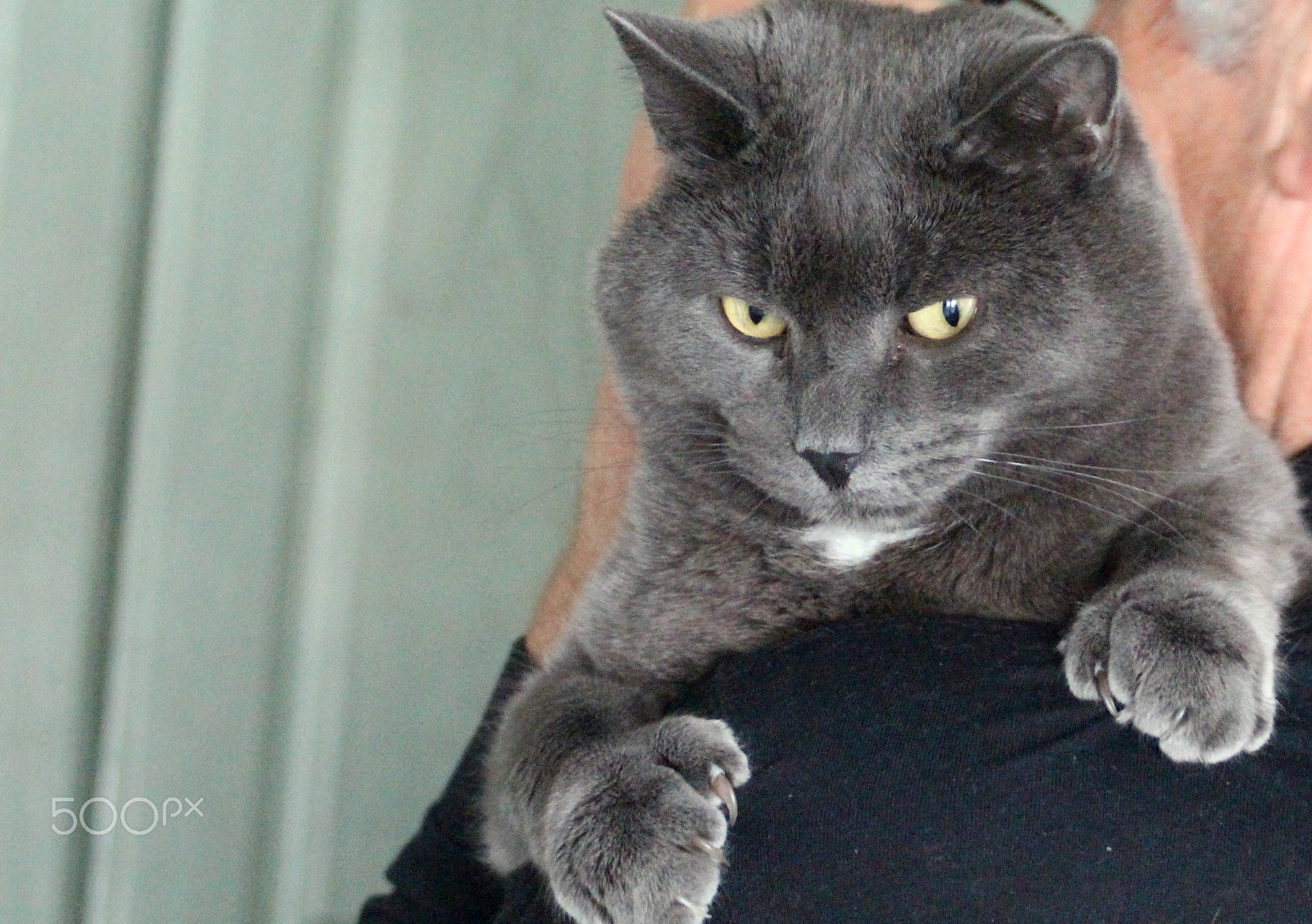 Canon EOS 700D (EOS Rebel T5i / EOS Kiss X7i) sample photo. "i'll rule here".... photography