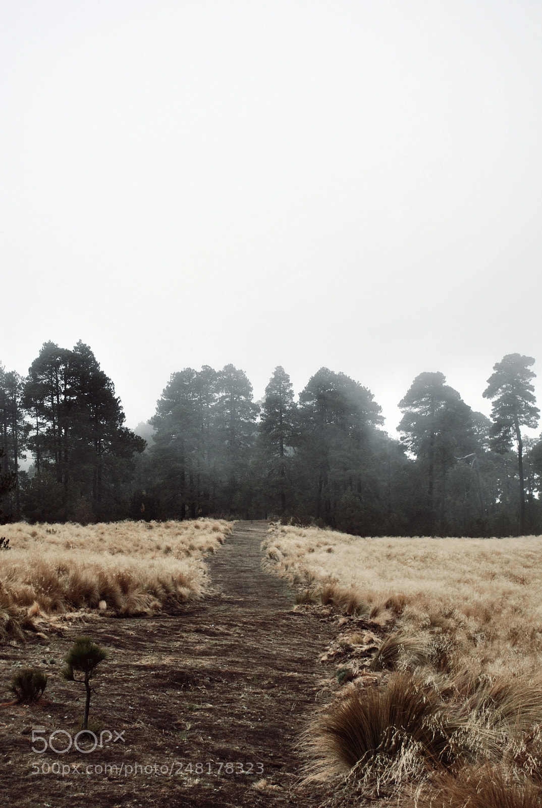 Nikon D3000 sample photo. Mist photography
