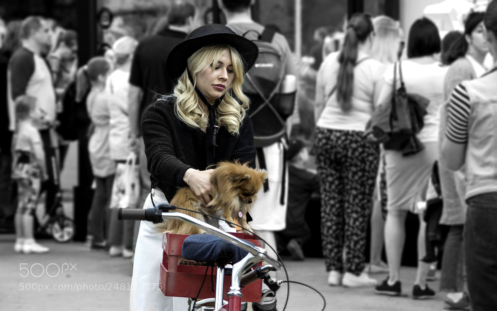 Pentax K-3 sample photo. О,ёёёёёё....very beautiful dog..))))))) photography