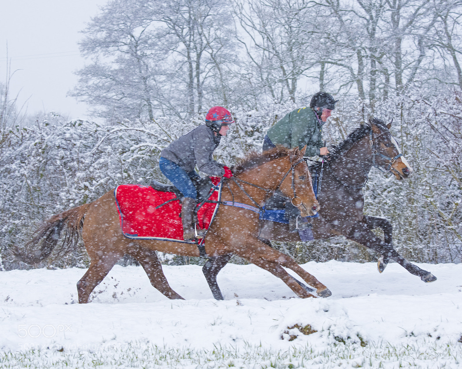 Nikon D810 sample photo. Galloping against the snowstorm photography