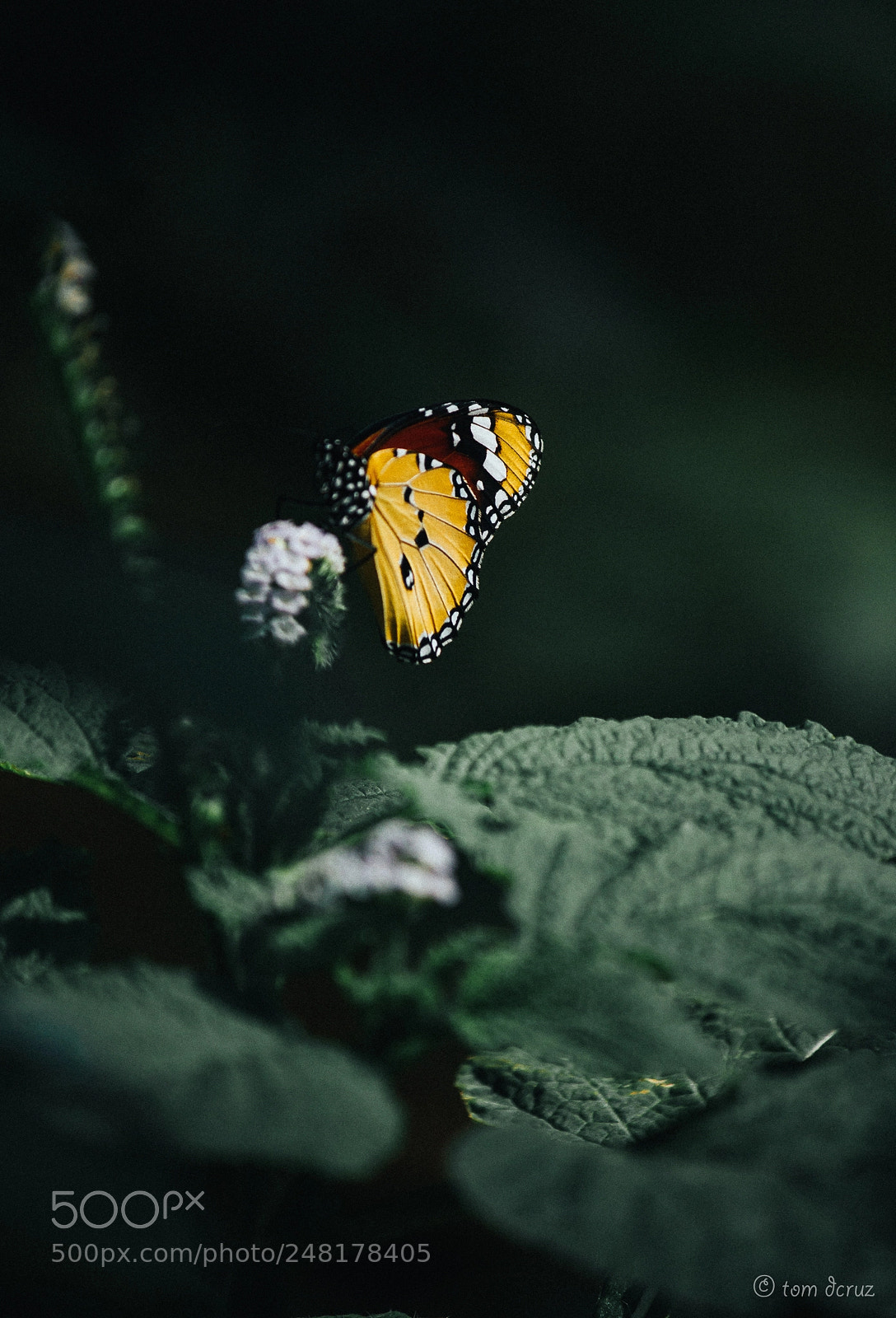 Canon EOS 550D (EOS Rebel T2i / EOS Kiss X4) sample photo. Wings of fire photography