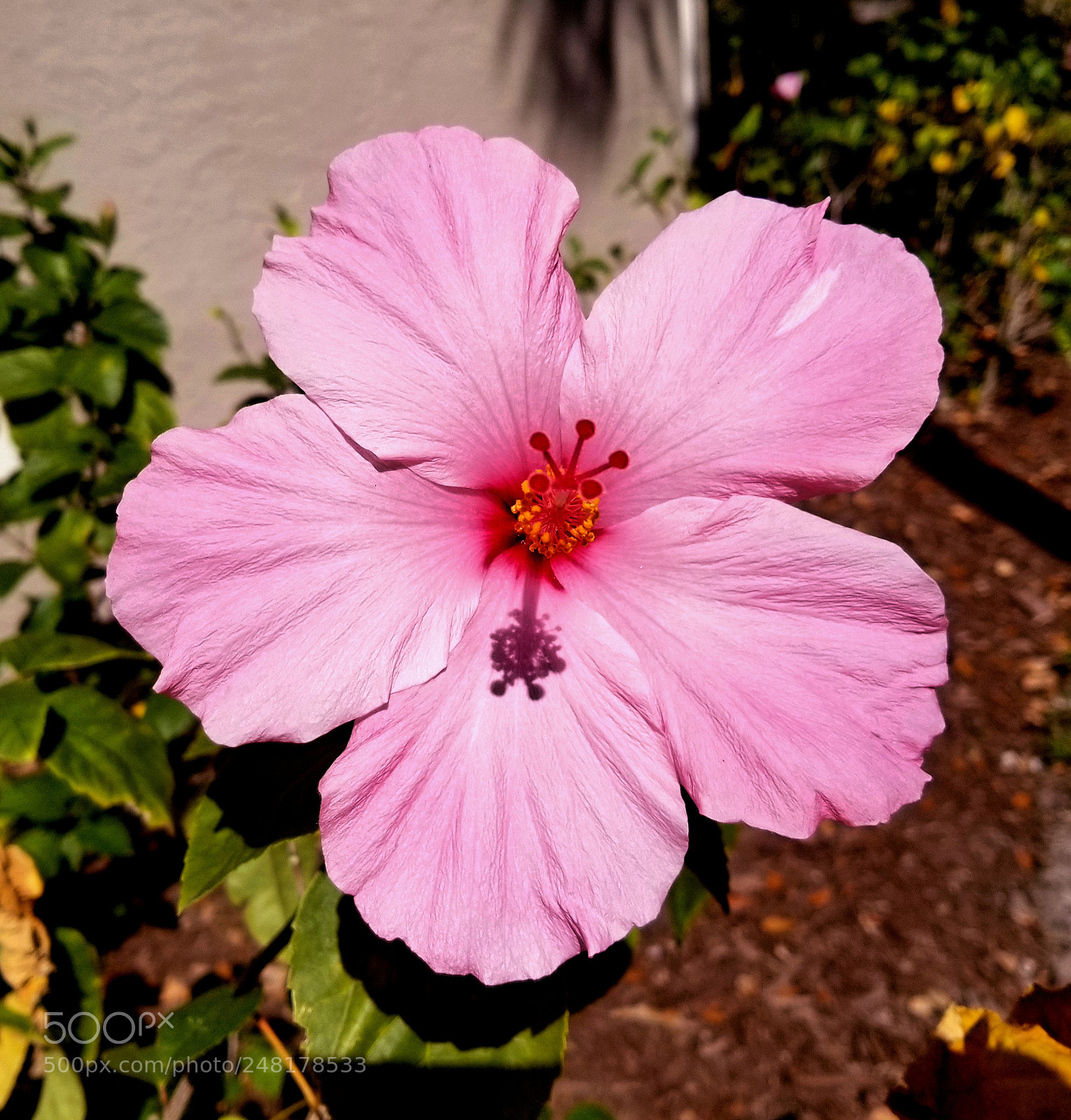 Samsung Galaxy S8+ sample photo. Hibiscus photography